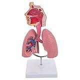 4D Model, Teaching Respiratory Lung Model with Head and Lungs, Hands-On 3D Model Study Tools for Anatomy and Physiology Students Display Teaching Tool
