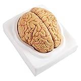 Human Brain Model, Brain Arteries Dissection Neuroscience Gifts Shows Major Lobes 41 Anatomical Features for Kids Psychology Science Research Medical Learning Classroom Study Display Teaching 8parts