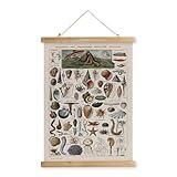 XIAOAIKA Vintage Zoology Poster - Illustrated Invertebrates and Marine Life Chart with Wooden Frame - Educational Biology Wall Art for Science Classrooms and Nature Enthusiasts 12 x 16 inches