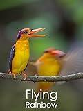 Flying Rainbow