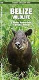 Belize Wildlife: A Folding Pocket Guide to Familiar Animals (Nature Observation International)