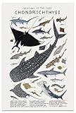 Shark Wall Art Animals Pictures Chondrichthyes Guide Poster Knowledge Prints Animals Fish Canvas Chart Poster Room Aesthetic for Home Classroom Office Bathroom Wall Decor, 16x24in Frameless