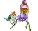 SWAROVSKI Idyllia SCS Annual Edition 2024 Gouldian Finches