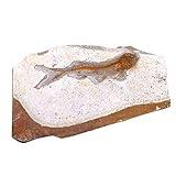 Paleontology Fish Specimen Stone Ornaments for Basic Paleontology Biological Science Education Laboratory Supply(Random Size)