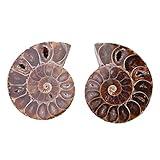 Ammonite Fossil Snail Specimen, 2 Pcs mmonite Fossil Specimen Shell Madagascar Natural Stones and Minerals With Ancient History for Basic Biological Science Education(Diameter 4cm)