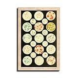 Microbiology Bacteria Microbe Wall Art Old Medicine Science Chart Poster Canvas Wall Art Print Bedroom Wall Art Living Room Wall Art Wall Decor Gift. (16x24inch-No Framed)