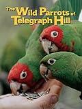 The Wild Parrots of Telegraph Hill