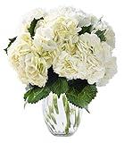 KaBloom PRIME NEXT DAY DELIVERY - Fall Collection - Summer Beauty Bouquet of 6 White Hydrangeas with Vase. Gift for Birthday, Sympathy, Anniversary, Get Well, Thank You, Valentine, Mother’s Day
