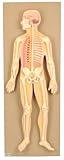 EISCO Human Nervous System, Brain Model, Educational Model, Anatomy, Science