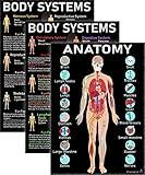Human Anatomy and Body Systems Posters - Laminated 14x19.5 – Science Educational Charts, Classroom Posters and Decorations, Back to School Supplies, Learning Posters for Biology Class, STEM and STEAM posters