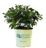 American Beauties Native Plants Ceanothus americanus (New Jersey Tea, White Flowers, #2 - Size Container