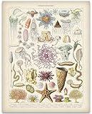 Vintage Ocean Life Illustration 11x14 Unframed Poster–Marine Biology Decor, Scientific Print, Oceanography Wall Art, Antique Sea Life, Retro Creatures, Taxonomy Chart, Nautical Artwork for Beach House