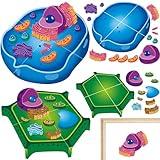 Magnetic Animal and Plant Cell Model Clearly Magnets Anatomy Science Models Educational Science Kits Back to School Biology Classroom Decor for Lab Decorations Teacher Must Haves Learning Teaching Aid