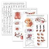 3 Pack - Labor & Birthing Position Poster + Pregnancy Anatomy Chart + Female Reproductive Anatomical Poster - Childbirth Education for Doula, Midwife or Birthworker - 18" x 24" - Laminated