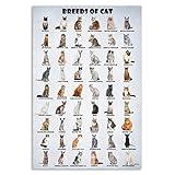 HLLNWB Cat of the World Poster - 12 x 18 Inches
