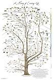 Tree of Life Poster Print - Science Poster Natural History of Existing Life 24" x 36" (Laminated)