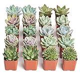 Shop Succulents Rosette Succulent Plant Pack Bulk Collection - Live Mini Succulent Plants, Low Maintenance, Floral Shaped Mix of Colors & Textures - Wedding and Party Favors, Gift & Garden, Pack of 20