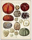 Ernst Haeckel Sea Urchins Vintage Marine Biology 11x14 Unframed Poster - Antique Art Print with Sand Dollar, Natural History Illustration, Botanical Style Wall Art for Coastal Ocean Wildlife Decor