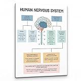 PHAMTE Human Nervous System Mental Health Wall Art,Brain Anatomy and Psychology Art Poster Print Framed Canvas Painting Artwork For Social Worker Therapist Counseling Office Decor(11x14 Inch)