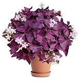 20PCS Purple Shamrocks Bulbs Good Luck Plant Oxalis Bulbs for Planting Indoor or Outdoor Oxalis Triangularis Bulb