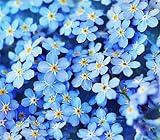 Forget Me Not Seeds - 5000 Flower Seeds - Perennial Ground Cover Seed for Tulips and Other Bulbs - Bulk Flowering Ground Cover - Grown in The USA