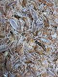 Pocket Pets 30 Powdered Orange Cream Isopod Clean Up Crew for Reptile and Amphibian Food Order only if Your 5 Day Forecast temperatures are Between 20 and 95 Degrees