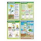 Daydream Education Plants Science Classroom Posters - Set of 4 - EXTRA LARGE 33” x 23.5” - Laminated - STEM Middle & High School Class Decoration - Wall Charts