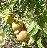 CHUXAY GARDEN Babylon White Pomegranate Seed,Punica Granatum 10 Seeds Deciduous Shrub Edible Sweet Fruit Exotic Tropical Fruit Gardening