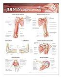 Joints of the Upper Extremities Anatomical Chart