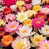 300pcs Lotus Seeds for Planting - 15 Unique Varieties Bonsai Bowl Lotus Seeds, Includes Detailed Planting Guide, Perfect for Ponds, Water Gardens & Gifts, High Germination, Easy to Grow