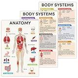 Human Body System Posters, 16"x24", Set of 3 Human Anatomy Prints, Part of Body, Organ Anatomy, Health Classroom - Frame not Included