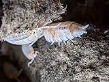 Ordinary Feed Co. Live Orange Dalmatian (Porcellio Scaber) Isopod - Cleanup Crew, Reptile & Amphibian Food (20 Count)