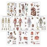 10 Pack - Anatomical Poster Set - LAMINATED - Muscular, Skeletal, Digestive, Respiratory, Circulatory, Endocrine, Lymphatic, Male & Female Reproductive, Nervous System, Anatomy Chart Set - 18" x 24"