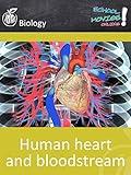 Human heart and bloodstream - School Movie on Biology