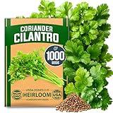 HOME GROWN 𝗨𝗦𝗔 𝗣𝗥𝗘𝗠𝗜𝗨𝗠 1000+ Cilantro Seeds for Planting Indoors or Outdoors - Non-GMO Heirloom Herbs, Coriander Plant Seeds - Complete Your Herb Seeds Collection for Your Indoor Herb Garden
