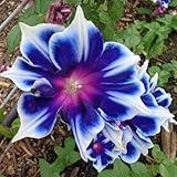 KVITER 100 Blue & White Morning Glory Seeds (Ipomoea) – Perennial Flower Seeds for Planting, Climbing Flowering Vines – Ideal Flower Seeds to Plant Outside & Inside in Containers, Trellises, Beds