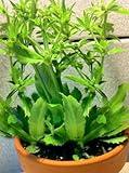 Culantro Herb Eryngium foetidum recao Edible Latin Cuisine Spice Seed 200 Seeds