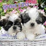 Shih Tzu Puppies | 2025 12 x 24 Inch Monthly Square Wall Calendar | Plastic-Free | BrownTrout | Animal Small Dog Breed Puppy