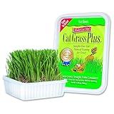 Miracle Care Cat A'bout Cat Grass Kit For Indoor Cats, 5.25 Ounce, Hairball Control, Anti-Inflammatory, Improves Digestion and Metabolism