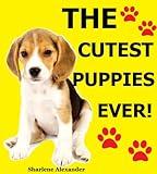 The Cutest Puppies Ever!