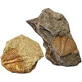 Baluue 2Pcs Realistic Trilobite , Animal Sample, Paleontology Collection, Science Specimen Ornaments for Biological Science Educational Teaching Christmas