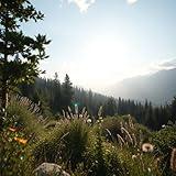 Health & Family (Meditation; Piano)