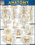 Anatomy QuickStudy Laminated Reference Guide (QuickStudy Academic)