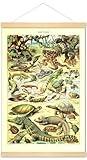 Meishe Art Retro Vintage Poster Print Wall Art Decor Animals Species Identification Collection Reference Chart Reptiles Turtle Snake Biology Science