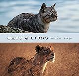Cats & Lions