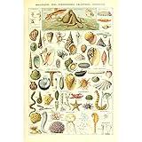 Meishe Art Seashell Poster Print Sea Creature Marine Life Collection Vintage Home Wall Decor Illustration Identification Reference Chart (20.87'' x 31.5'')