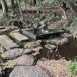 井の頭恩賜公園散歩〜お茶の水の井戸（Inokashira Onshi Park Walk - Tea Water Well）