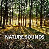 Pictorial Garden Nature Sounds