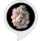 Immune System
