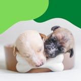 Dog Care Health